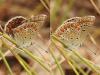 Polyommatus thersites